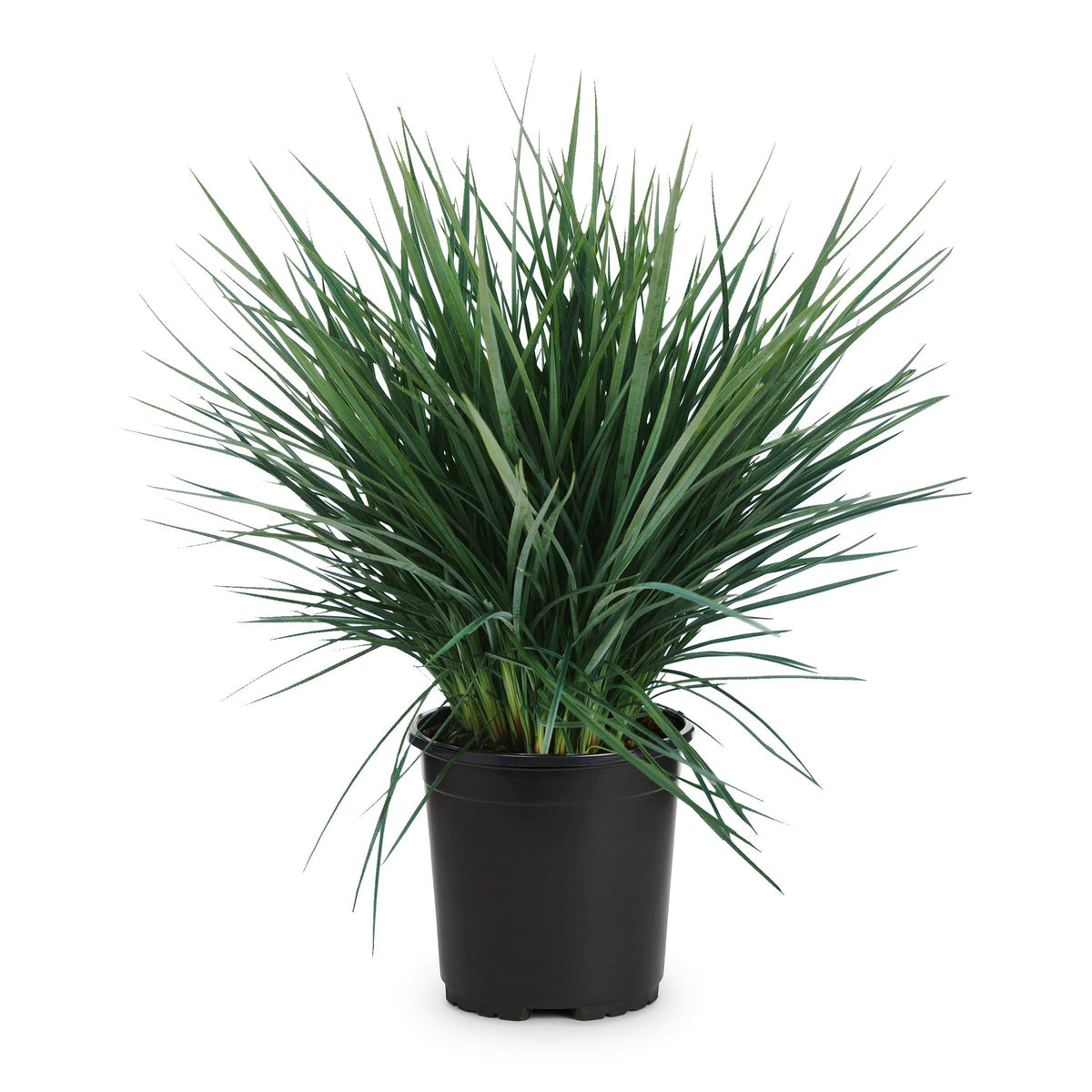Lowe's Green Feather Falls Foundation/Hedge Shrub in 2.5-Quart Pot - Nursery - Product image 1