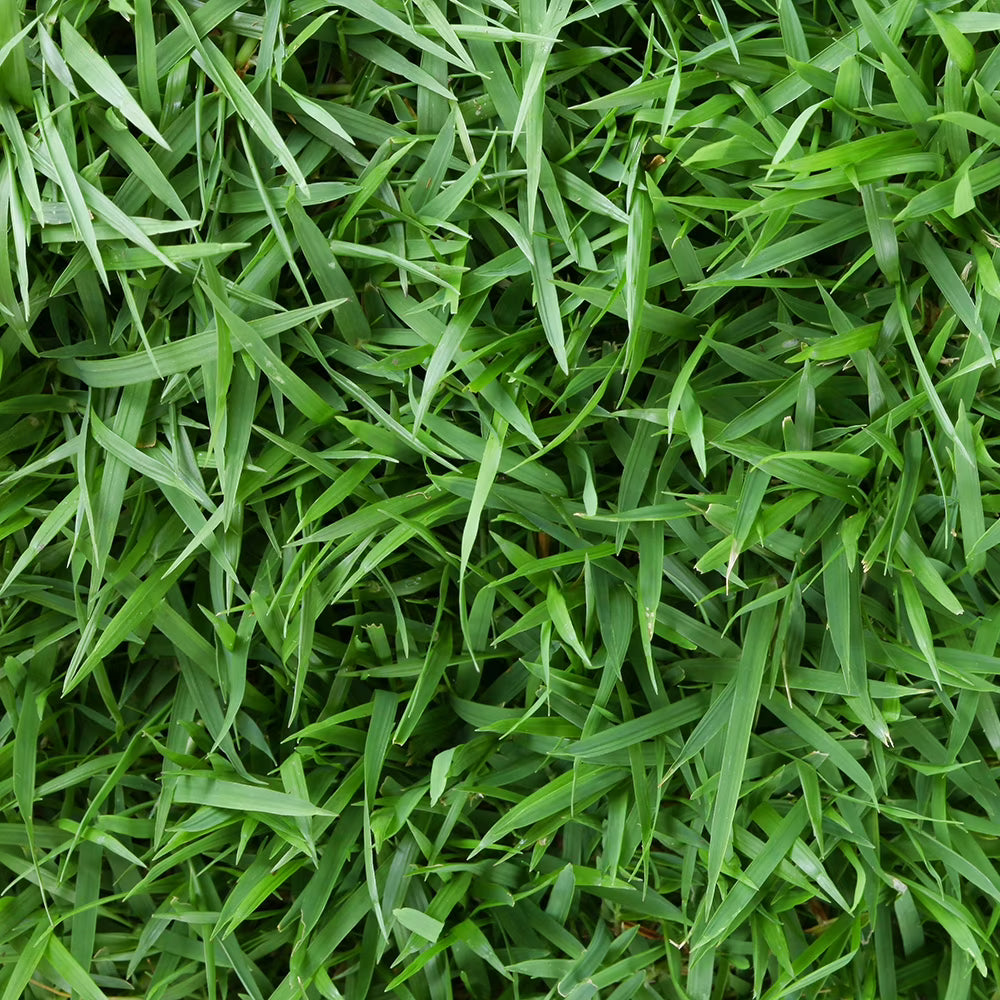 Centipede 500 Sq. Ft. Sod Pallet - Product image 1