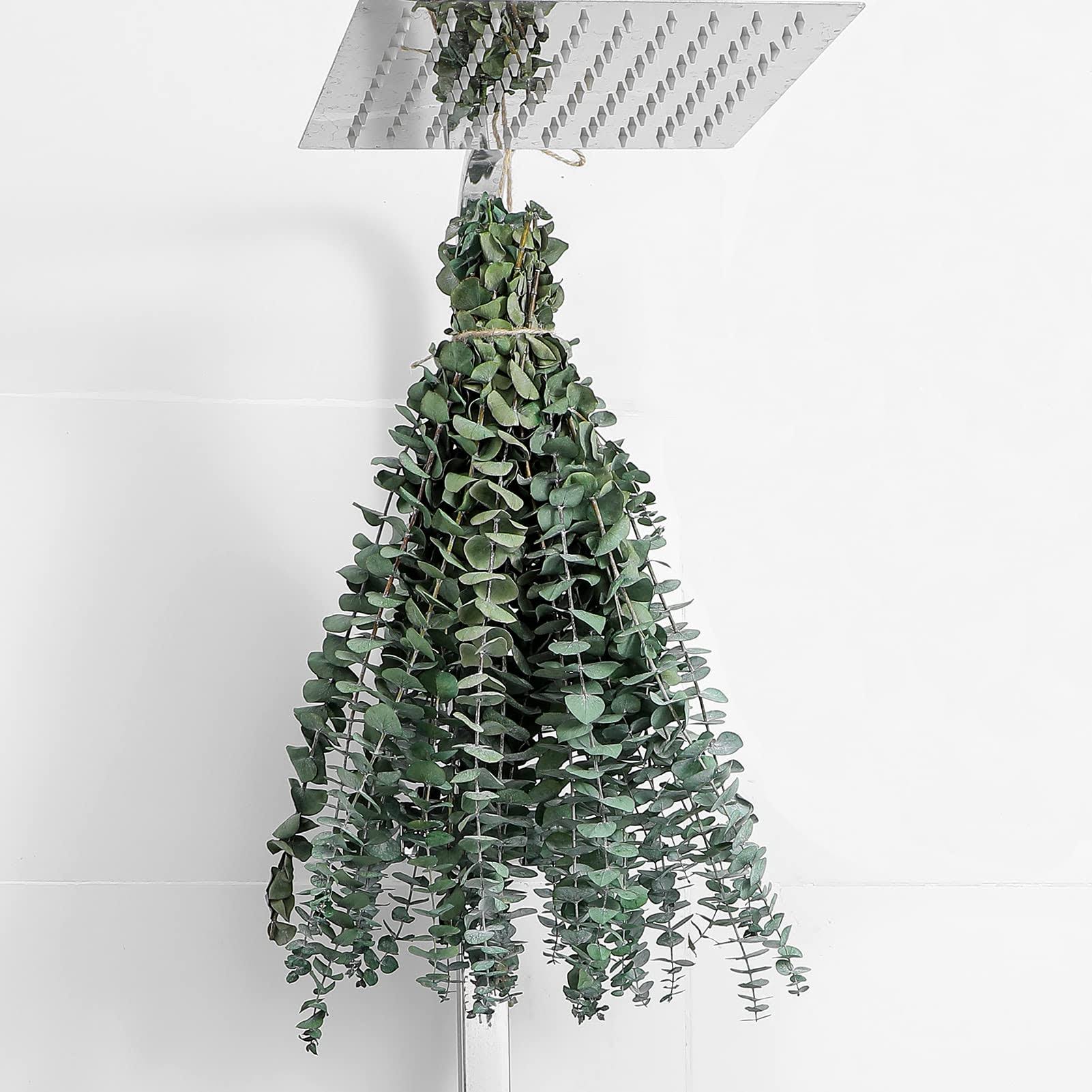 FAVOWREATH 10 Pcs Dried Eucalyptus Stems 17" Real Eucalyptus for Shower Hanging 100% Made from Fresh - Product image 1